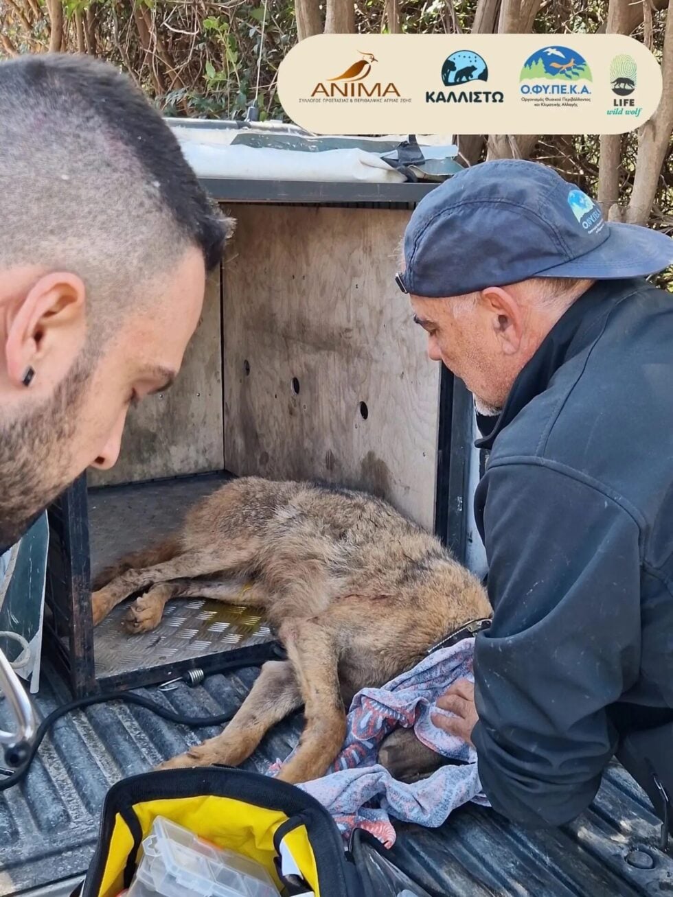 Λύκος εντοπίστηκε πιασμένος σε παράνομη θηλιά στην Αττική – Μετά τη διάσωση περπάτησε 200 χλμ. μέχρι τον Παρνασσό