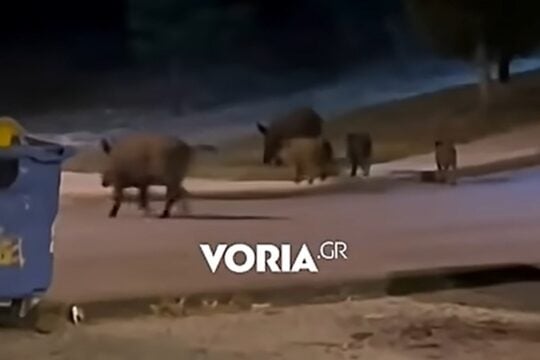 Κοπάδι αγριογούρουνων στη Θεσσαλονίκη / voria.gr