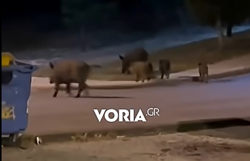 Κοπάδι αγριογούρουνων στη Θεσσαλονίκη / voria.gr