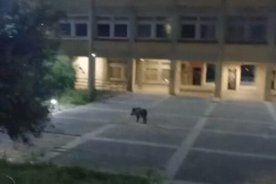 Αγριογούρουνα εμφανίστηκαν στο Πανεπιστήμιο Πατρών / facebook