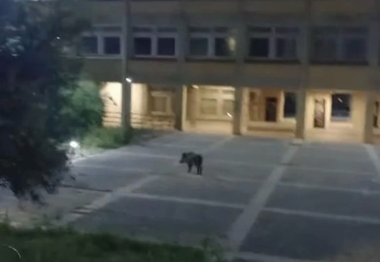 Πάτρα: Αγριογούρουνα εμφανίστηκαν στην Πανεπιστημιούπολη στο