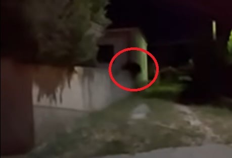 Κοζάνη: Αρκούδα σκαρφάλωσε μάντρα σπιτιού στην Ολυ