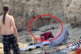 Το φίδι που έκανε την εμφάνισή του σε παραλία της Κύπρου / TikTok