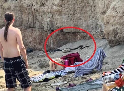 Το φίδι που έκανε την εμφάνισή του σε παραλία της Κύπρου / TikTok