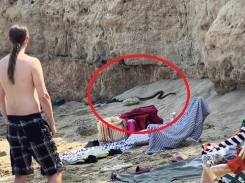 Το φίδι που έκανε την εμφάνισή του σε παραλία της Κύπρου / TikTok