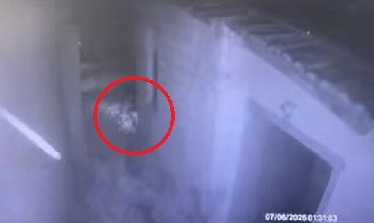 Η στιγμή που ο 55χρονος παρατάει τα γατάκια σε χωράφι στην Καλαμαριά Θεσσαλονίκης