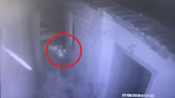 Η στιγμή που ο 55χρονος παρατάει τα γατάκια σε χωράφι στην Καλαμαριά Θεσσαλονίκης