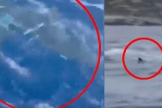 Καρχαρίας 3 μέτρων έκανε την εμφάνισή του στην Ανάβυσσο / togegonos.gr