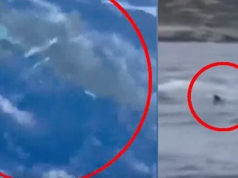 Καρχαρίας 3 μέτρων έκανε την εμφάνισή του στην Ανάβυσσο / togegonos.gr