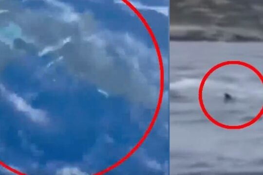 Καρχαρίας 3 μέτρων έκανε την εμφάνισή του στην Ανάβυσσο / togegonos.gr