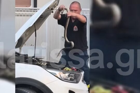 Φίδι ενάμιση μέτρου βρέθηκε σε μηχανή ΙΧ στη Λάρισα / onlarissa.gr