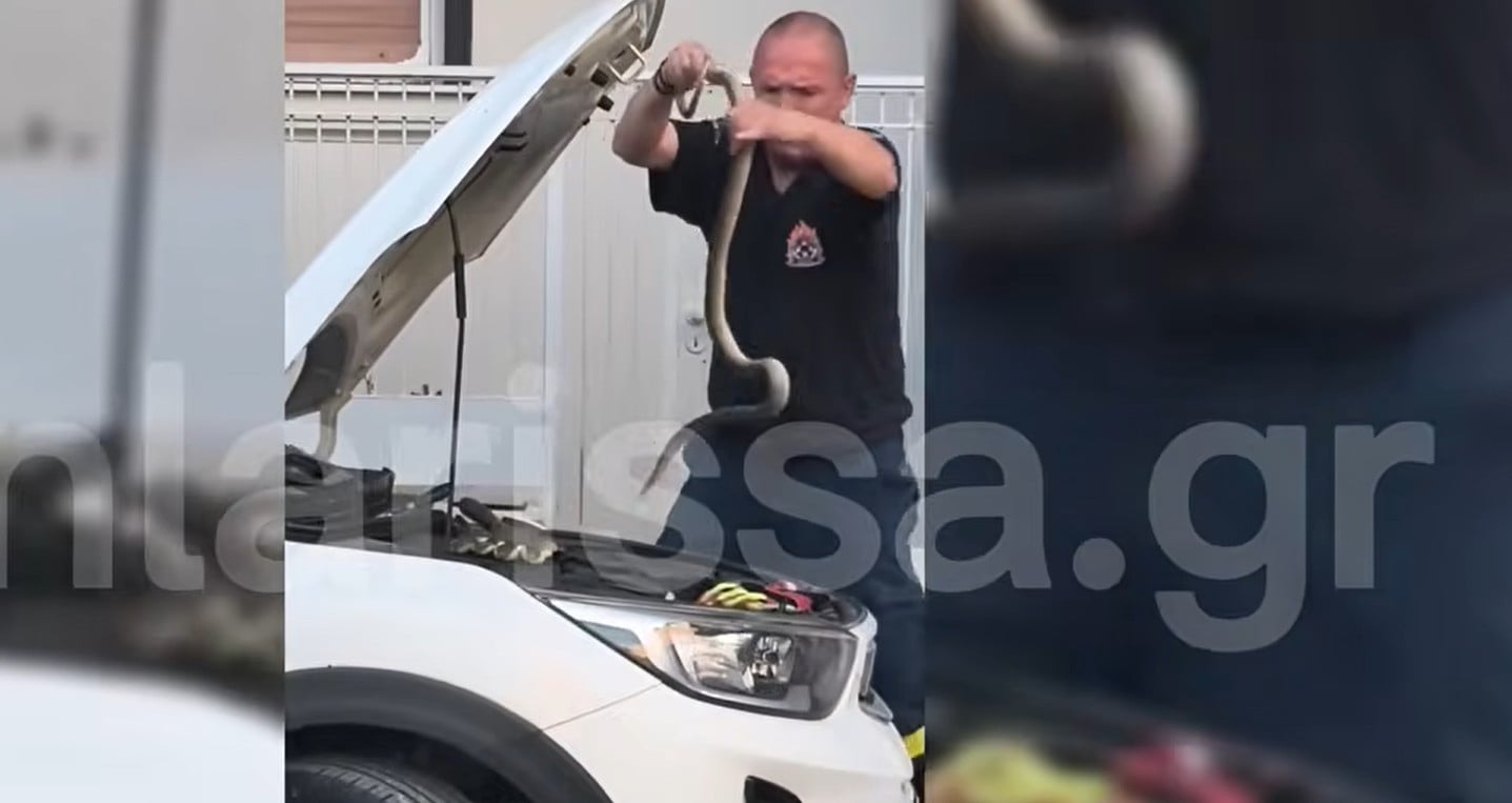 Απίστευτο περιστατικό στη Λάρισα: Πυροσβέστες έβγαλαν φίδι ενάμιση μέτρου από μηχανή ΙΧ [βίντεο]