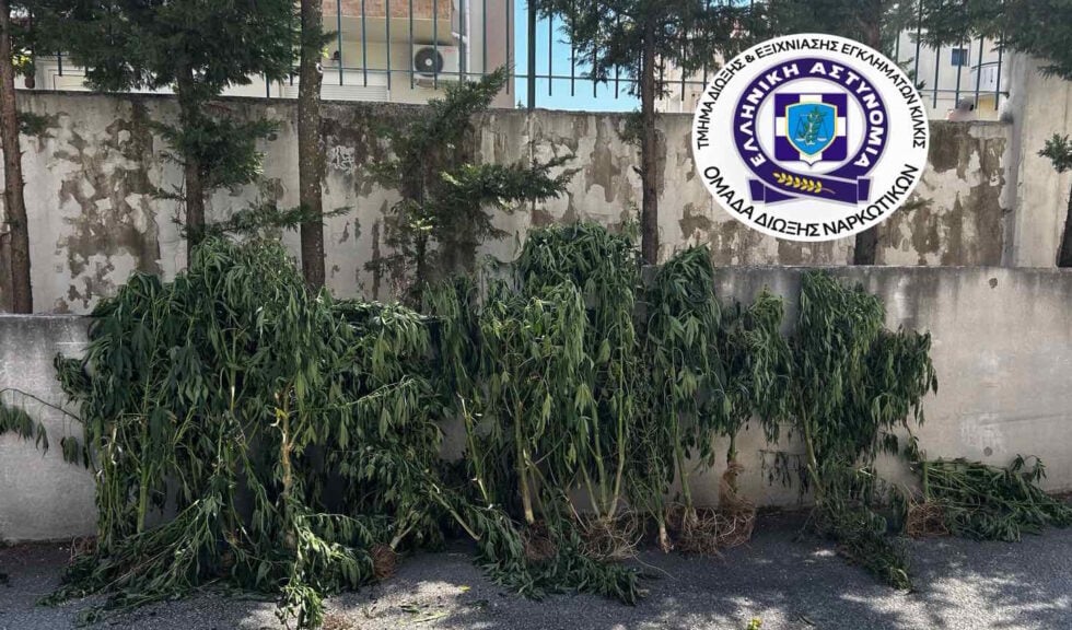 Καλλιεργούσε δενδρύλλια κάνναβης σε δωμάτιο σπιτιού και σε εγκαταλελειμμένο ποιμνιοστάσιο [εικόνες]