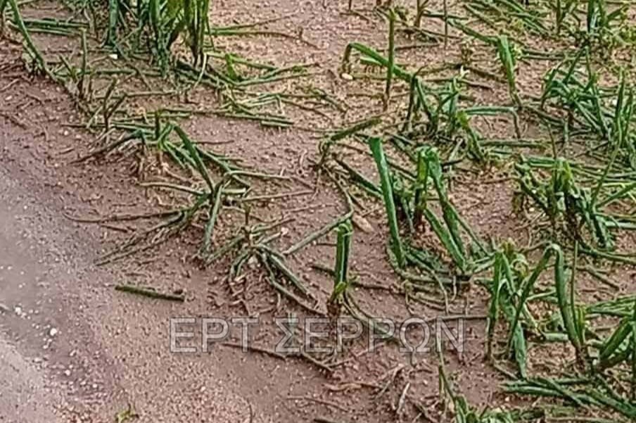 Σφοδρή χαλαζόπτωση στις Σέρρες: Καταστράφηκαν καλλιέργειες – Γέμισαν λάσπες οι επαρχιακοί δρόμοι [εικόνες – βίντεο]