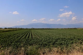 ΕΛΓΑ: Αποζημιώσεις 13,8 εκατ. ευρώ σε 9.634 ασφαλιζόμενους παραγωγούς για ζημιές του 2025