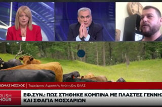 Συνέχεια στη χθεσινή αποκάλυψη της «Εφ.Συν.» με το πάρτι επιδοτήσεων και στα βοοειδή