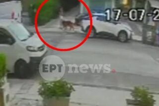 Βριλήσσια: Η στιγμή που η κόρη της ιδιοκτήτριας απομακρύνει το λυκόσκυλο και η μητέρα της συλλαμβάνεται [βίντεο]