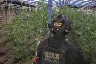 Συνελήφθη 60χρονος στα Χανιά για καλλιέργεια κάνναβης – Είχε θερμοκήπιο με 103 δενδρύλλια [εικόνες]