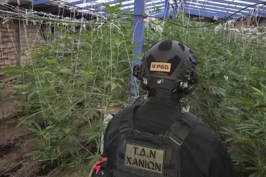 Συνελήφθη 60χρονος στα Χανιά για καλλιέργεια κάνναβης – Είχε θερμοκήπιο με 103 δενδρύλλια [εικόνες]
