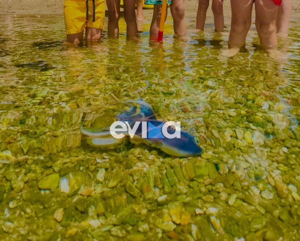 Σπάνιο χταπόδι στην Εύβοια / evima.gr