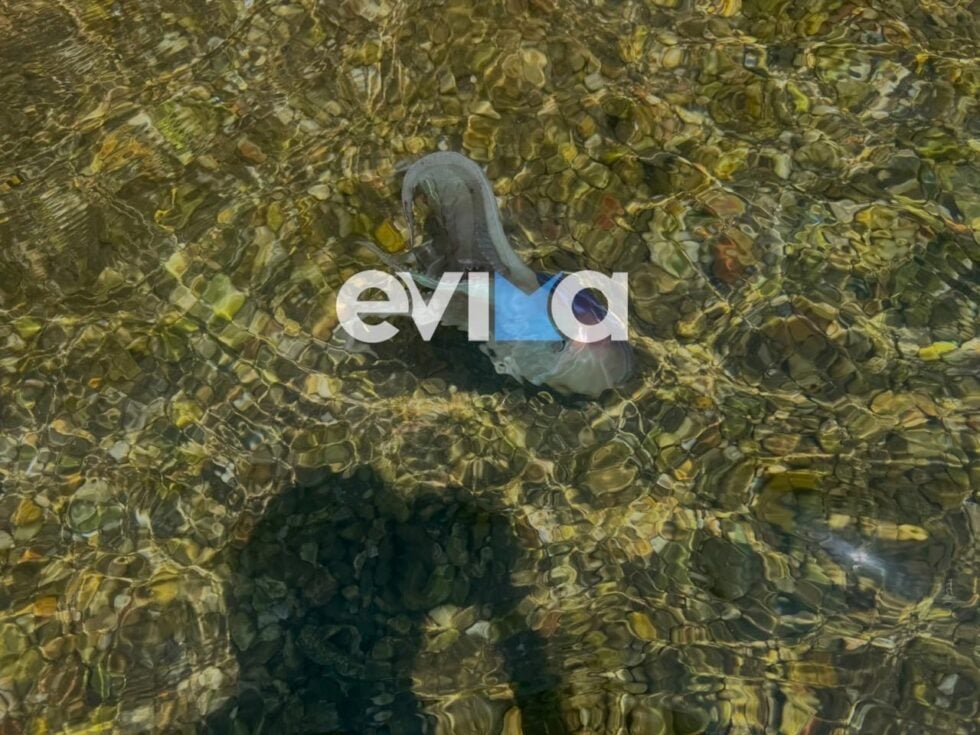 Σπάνιο χταπόδι στην Εύβοια / evima.gr