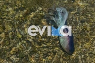 Σπάνιο χταπόδι στην Εύβοια / evima.gr