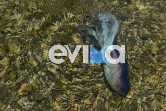 Σπάνιο χταπόδι στην Εύβοια / evima.gr