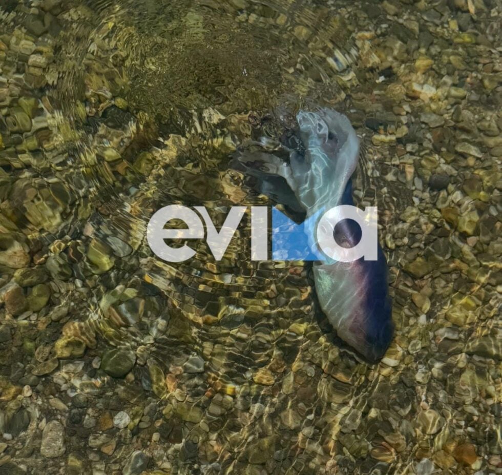 Σπάνιο χταπόδι στην Εύβοια / evima.gr