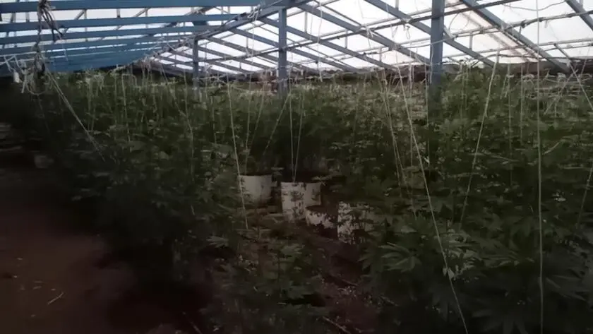 Συνελήφθη 60χρονος στα Χανιά για καλλιέργεια κάνναβης – Είχε θερμοκήπιο με 103 δενδρύλλια [εικόνες]