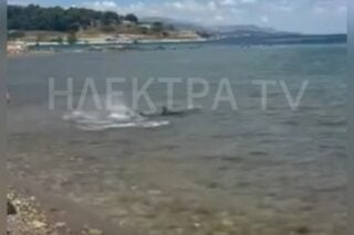 Νέα εμφάνιση καρχαρία στις Κεχριές Κορινθίας / Ηλέκτρα Ραδιοτηλεοπτικός Σταθμός