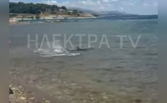 Νέα εμφάνιση καρχαρία στις Κεχριές Κορινθίας / Ηλέκτρα Ραδιοτηλεοπτικός Σταθμός