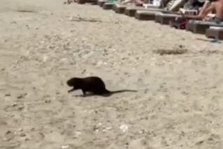 Μυοκάστορας στην Ασπροβάλτα / lionnews.gr