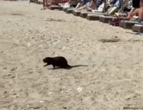 Μυοκάστορας στην Ασπροβάλτα / lionnews.gr