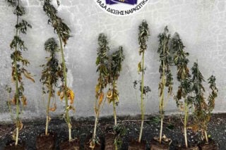 Καλλιεργούσε δενδρύλλια κάνναβης σε δωμάτιο σπιτιού και σε εγκαταλελειμμένο ποιμνιοστάσιο [εικόνες]