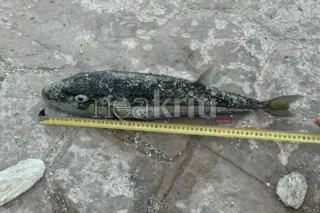 neakriti.gr