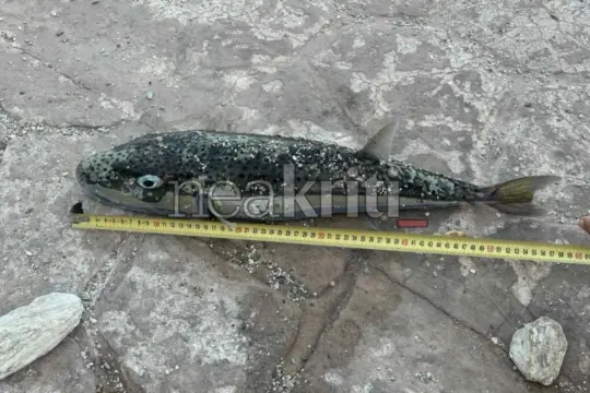 neakriti.gr