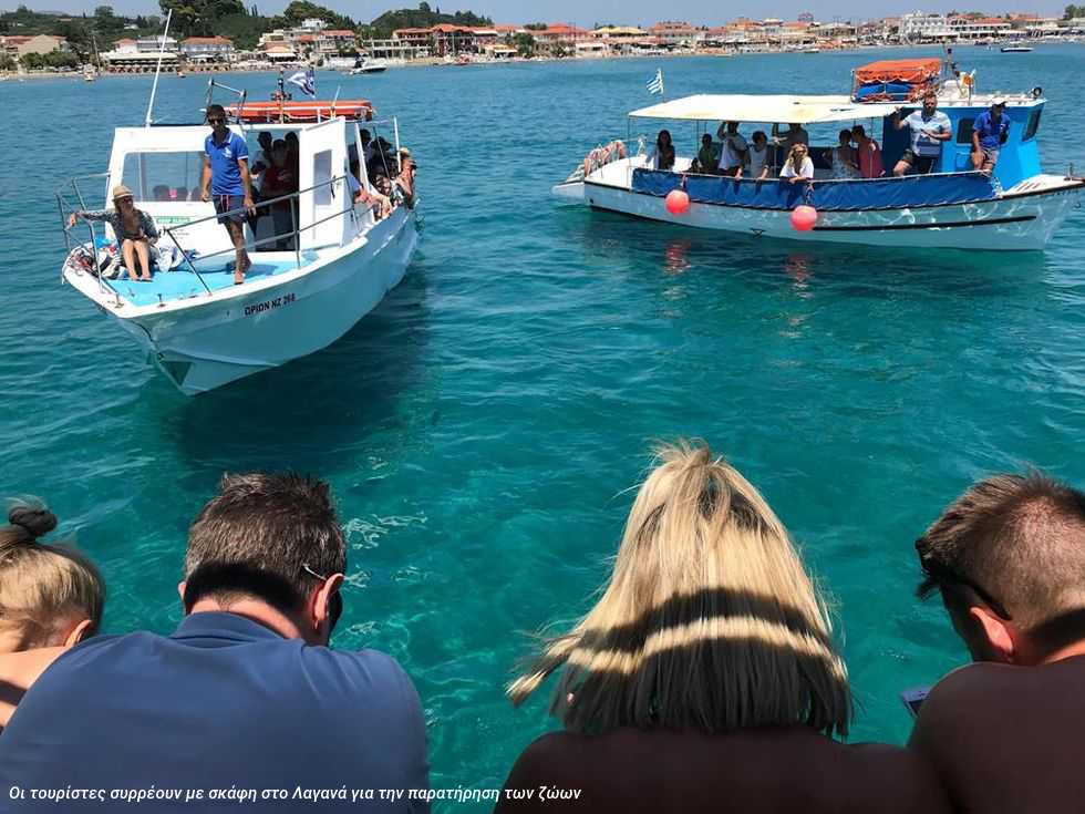Ταχύπλοα και τουρίστες απειλούν θανάσιμα τις θαλάσσιες χελώνες