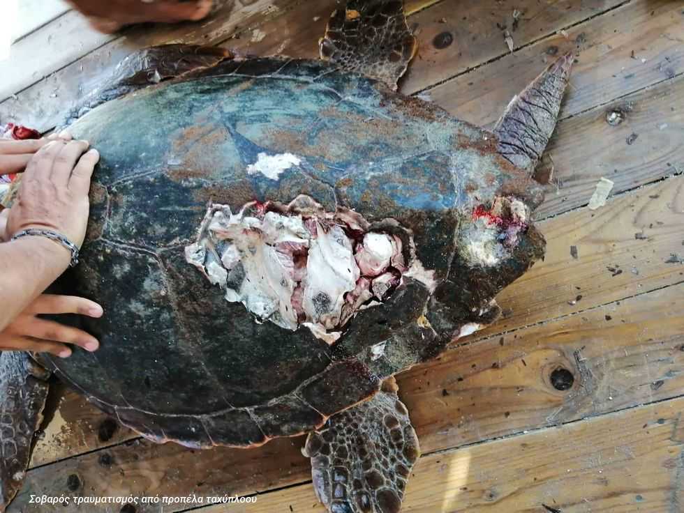 Ταχύπλοα και τουρίστες απειλούν θανάσιμα τις θαλάσσιες χελώνες