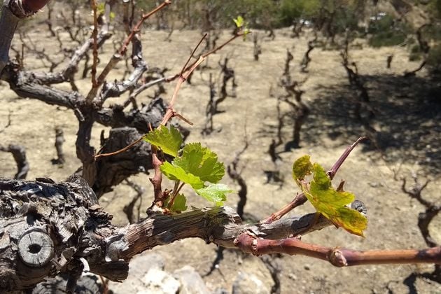 «Μάχες» αγροτών με κτηνοτρόφους στα βουνά της Κρήτης