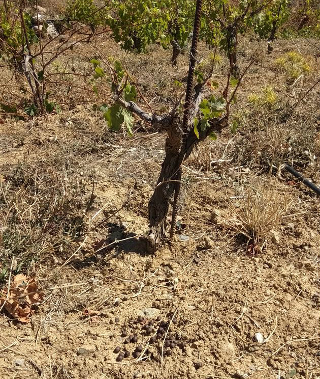 «Μάχες» αγροτών με κτηνοτρόφους στα βουνά της Κρήτης