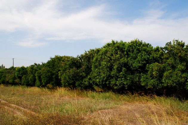 Ρημάζει ο Δενδροκομικός Σταθμός Πόρου