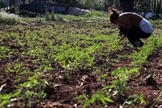 Ο σπόρος κάνναβης ρίζωσε για τα καλά στον Αχελώο