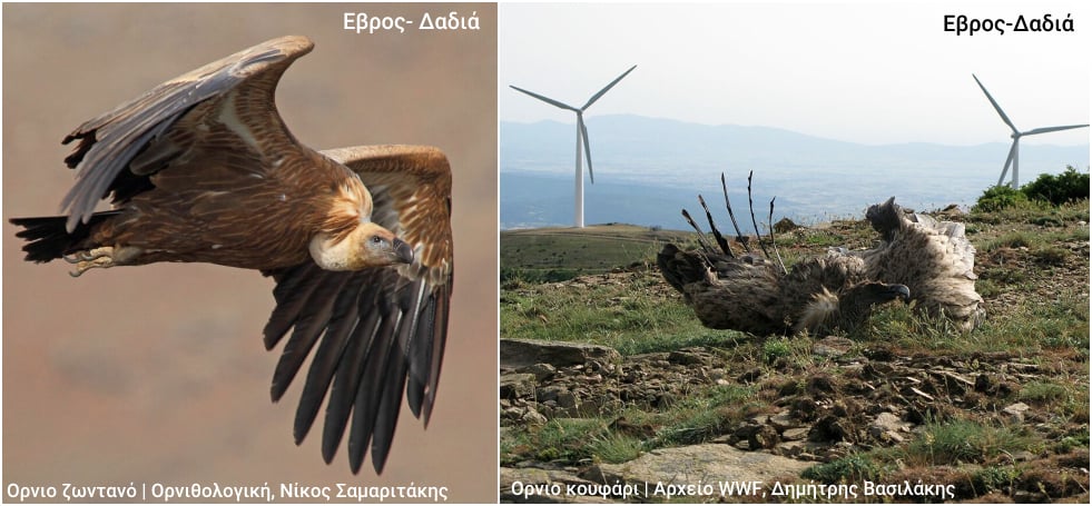 Σχέδια για 5.000 ανεμογεννήτριες σε περιοχές Natura 2000