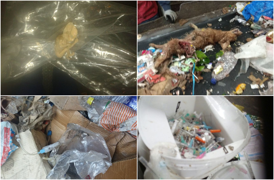 Εμβρυο, νεκρά ζώα και όλμος στους μπλε κάδους!