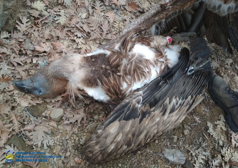 Μαζική δηλητηρίαση σπάνιων προστατευόμενων γυπών