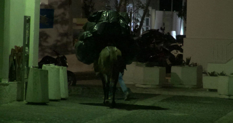 Παγκόσμια διαμαρτυρία για τα γαϊδουράκια-«ταξί» της Σαντορίνης