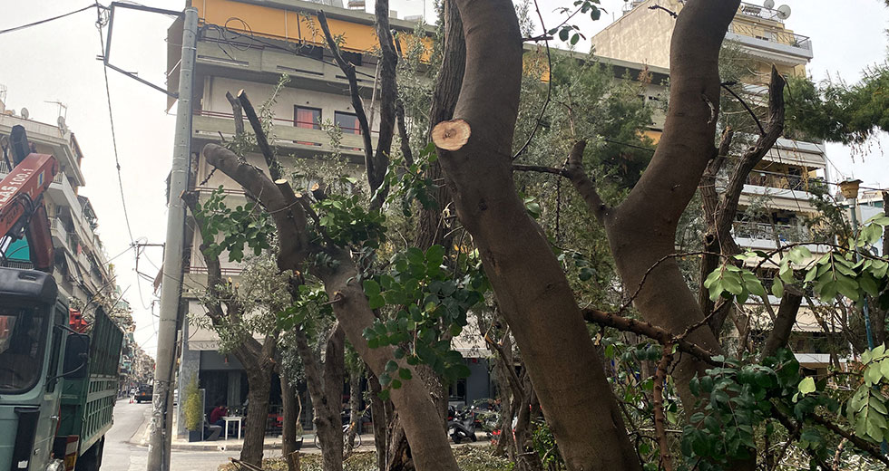 «Σφαγή» δέντρων στην Ακαδημία Πλάτωνος