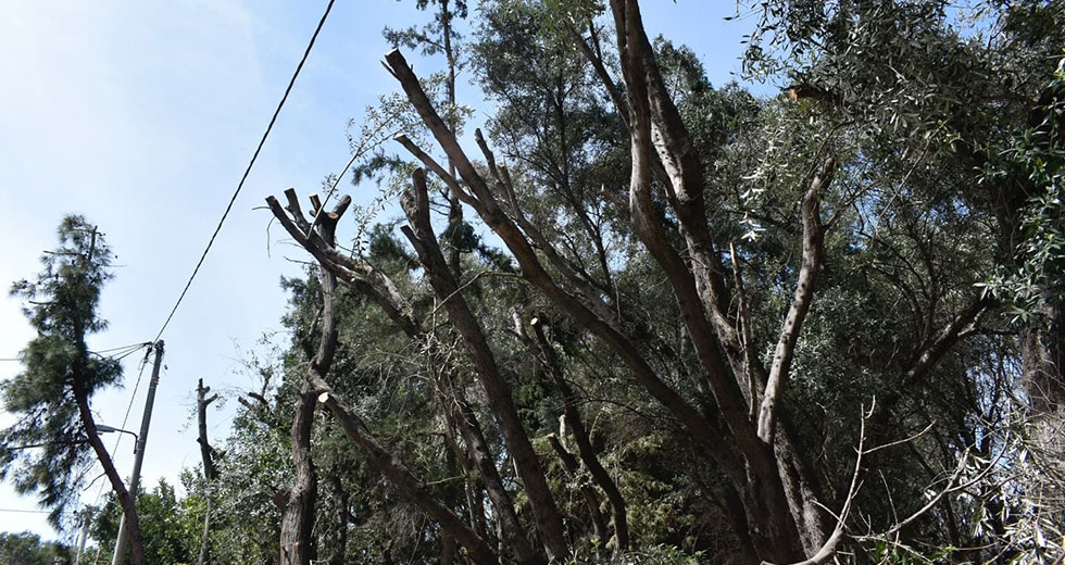 «Σφαγή» δέντρων στην Ακαδημία Πλάτωνος