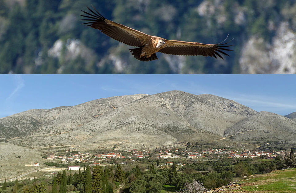 Δόλιες μεθοδεύσεις για αιολικούς σταθμούς στα Ακαρνανικά όρη αδιαφορώντας για τα όρνια