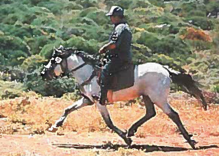 Τα άλογά μας που χάνονται